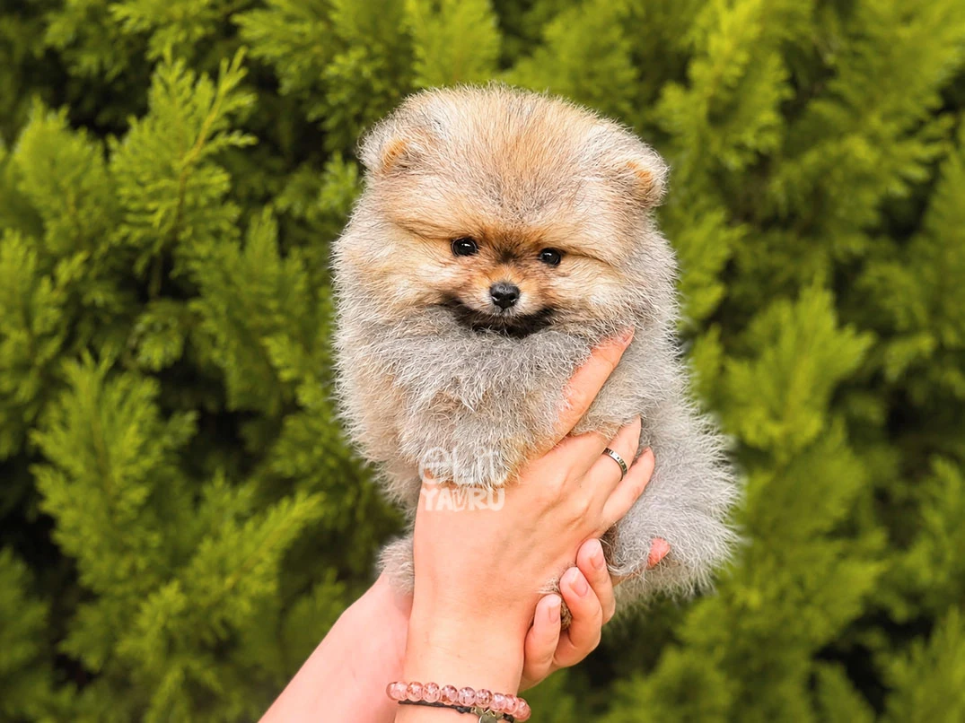 Pomeranian Sango 3