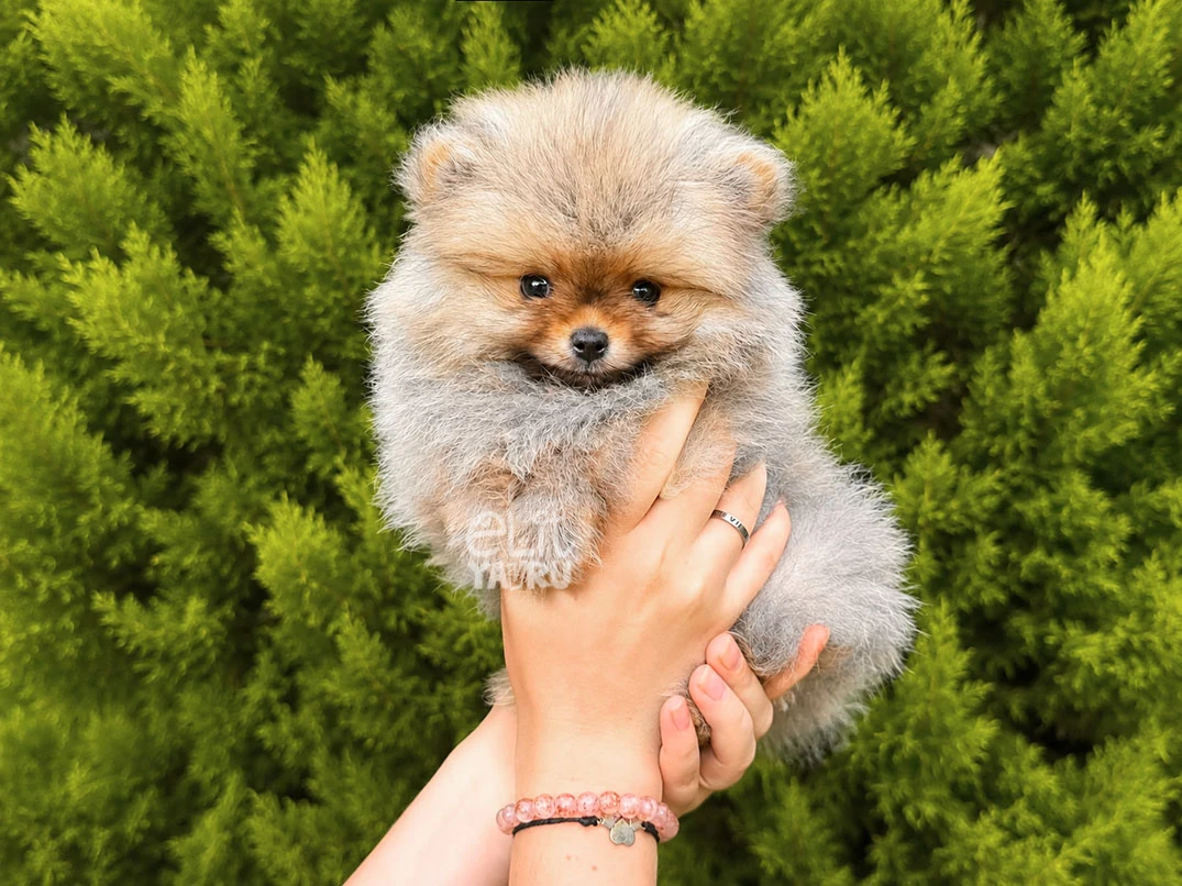 Pomeranian Sango