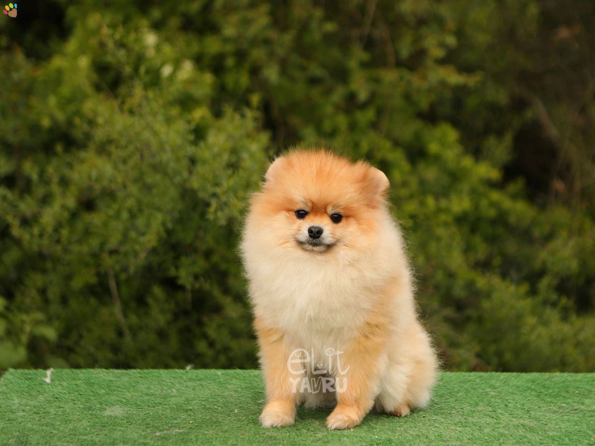 Pomeranian Shot 3