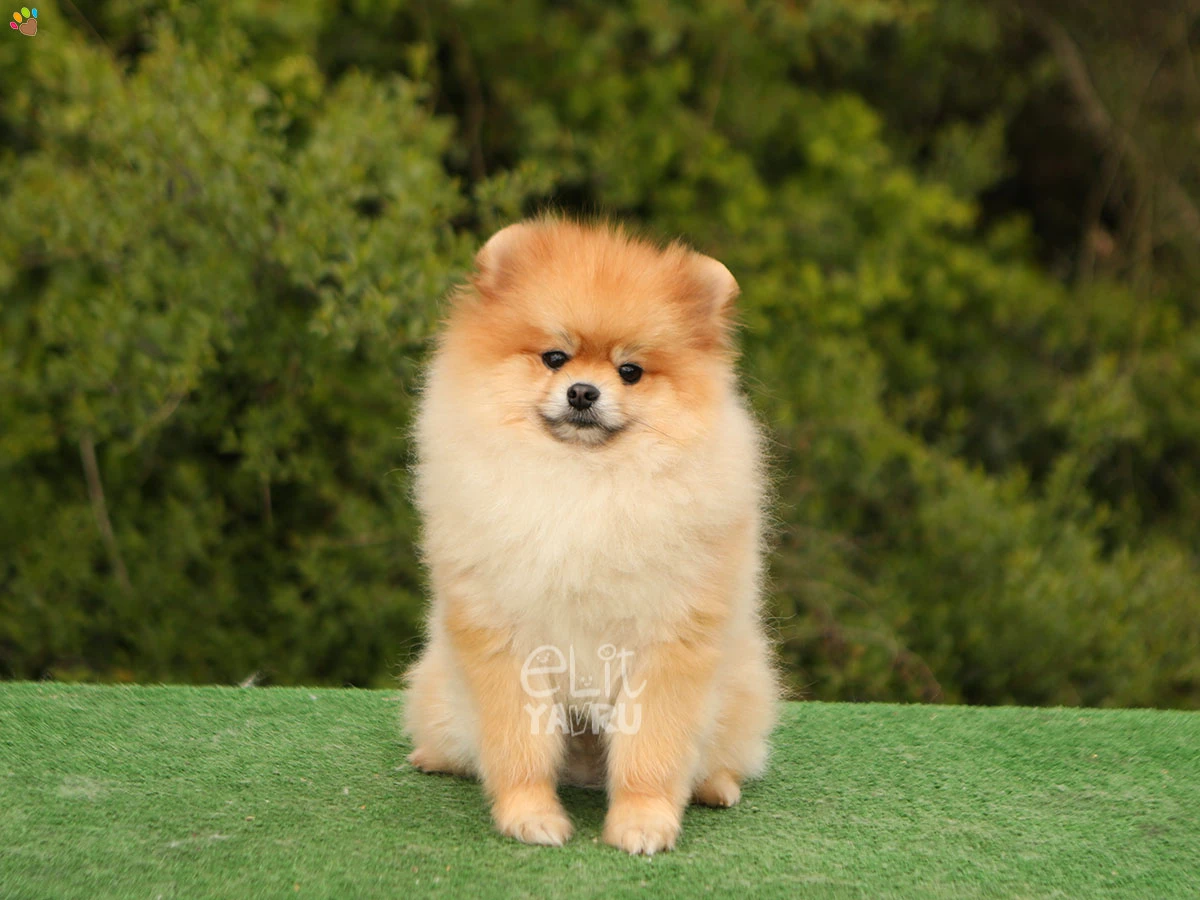 Pomeranian Shot