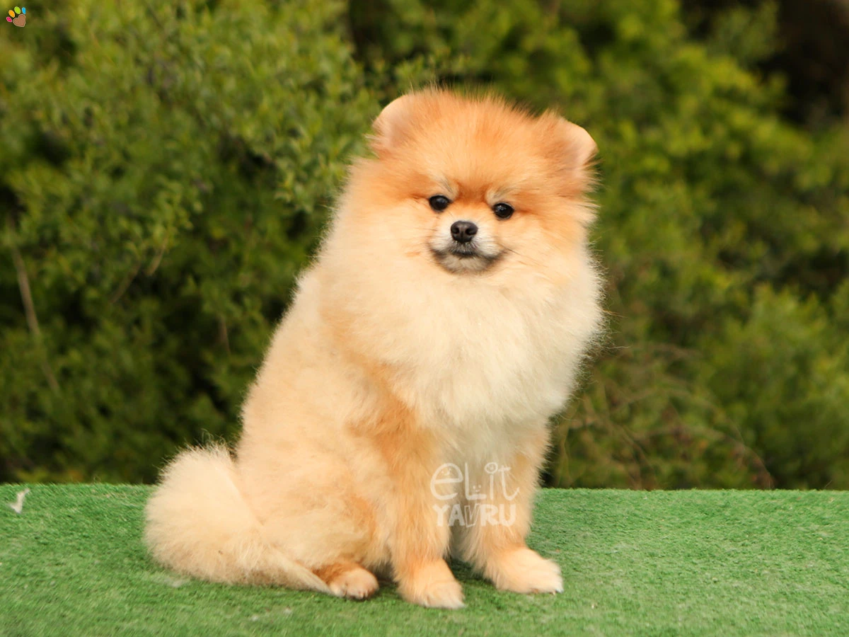 Pomeranian Shot 2