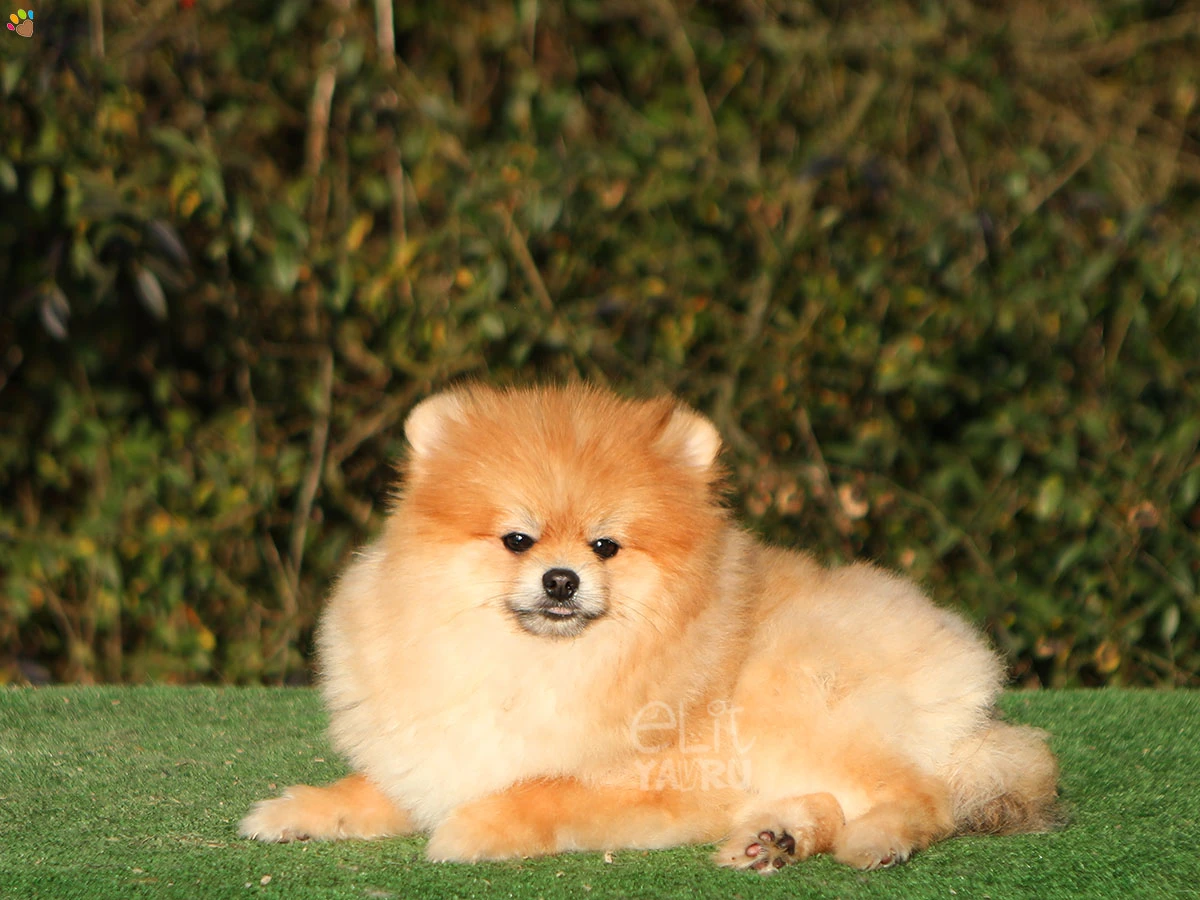 Pomeranian Shot 1
