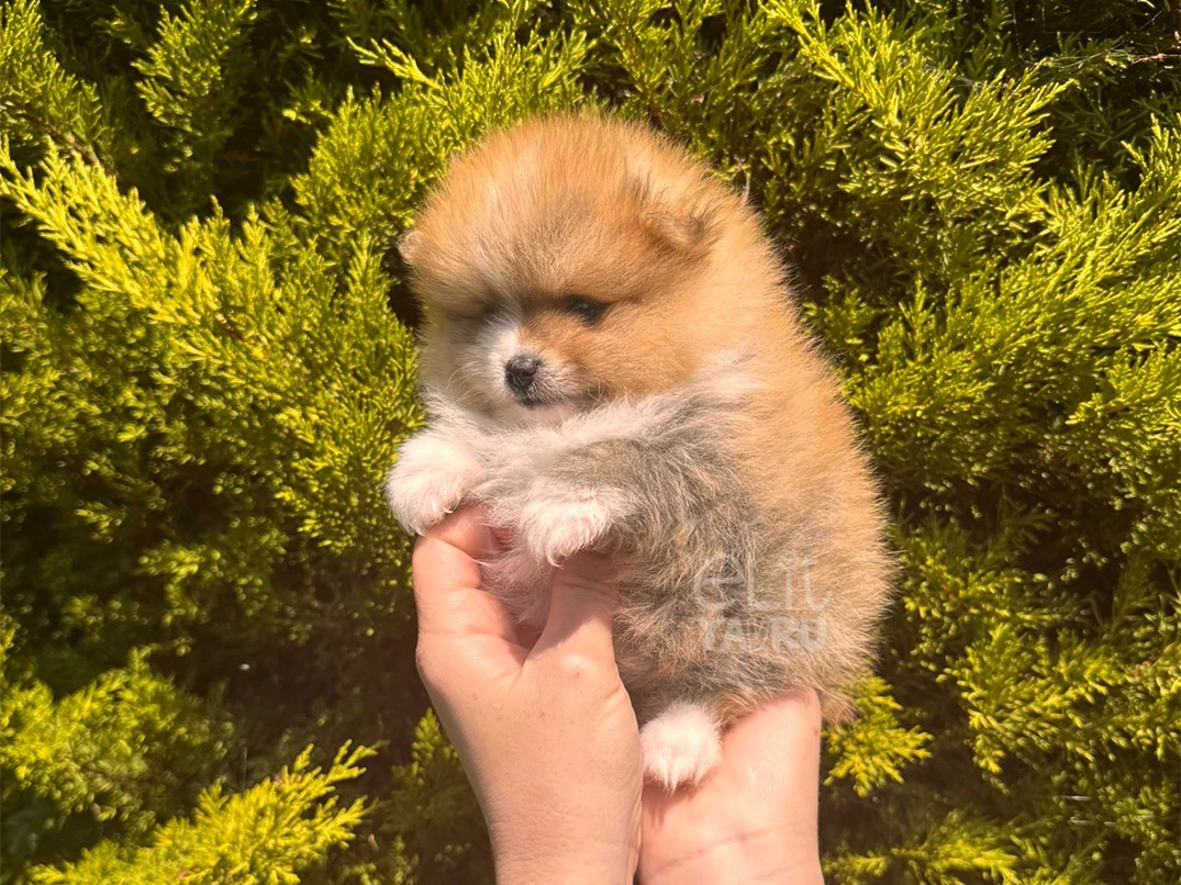 Pomeranian Simba 3