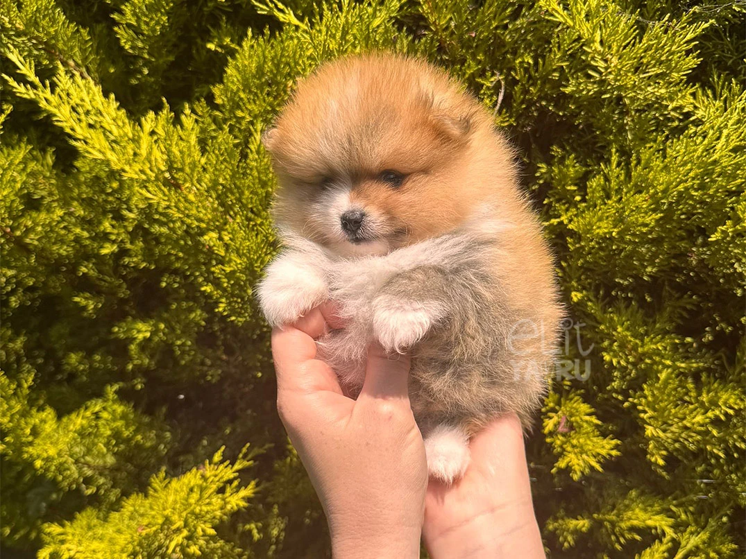 Pomeranian Simba