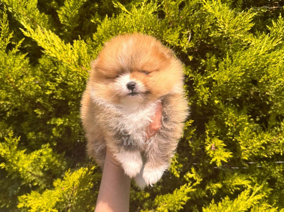 Pomeranian Simba 1