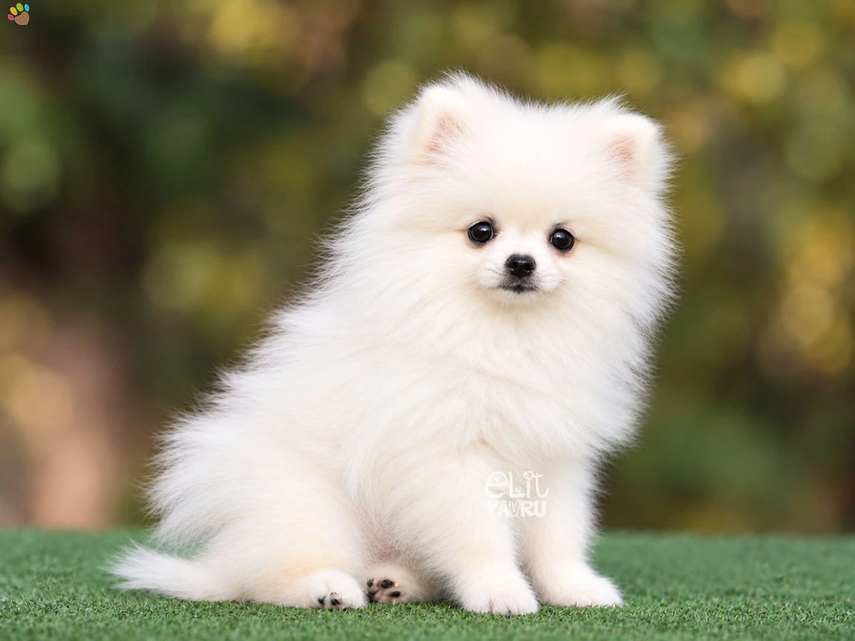 Pomeranian Smith 2