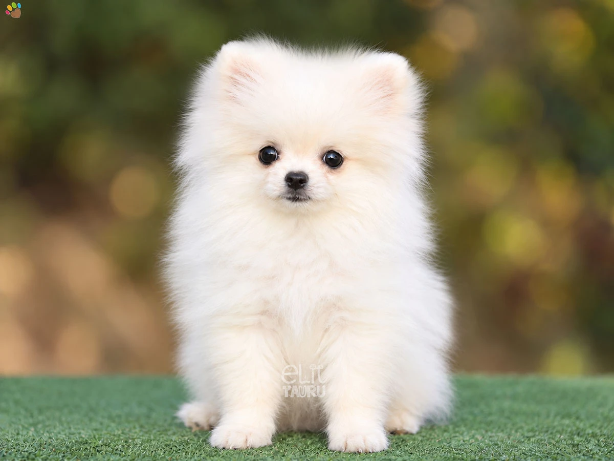 Pomeranian Smith