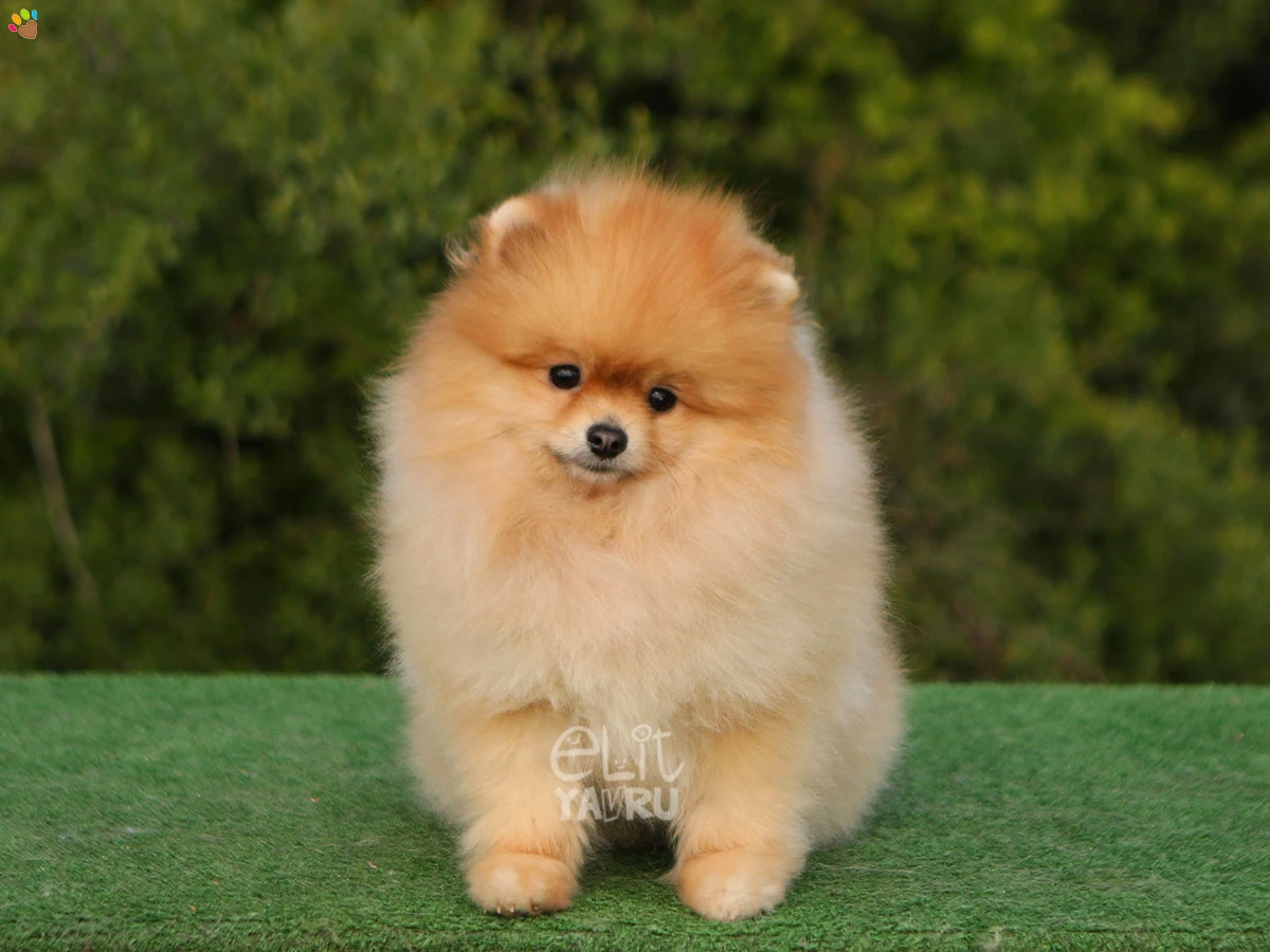 Pomeranian Snoopy