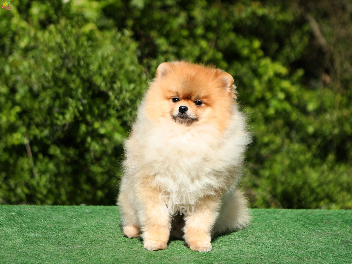 Pomeranian Spike
