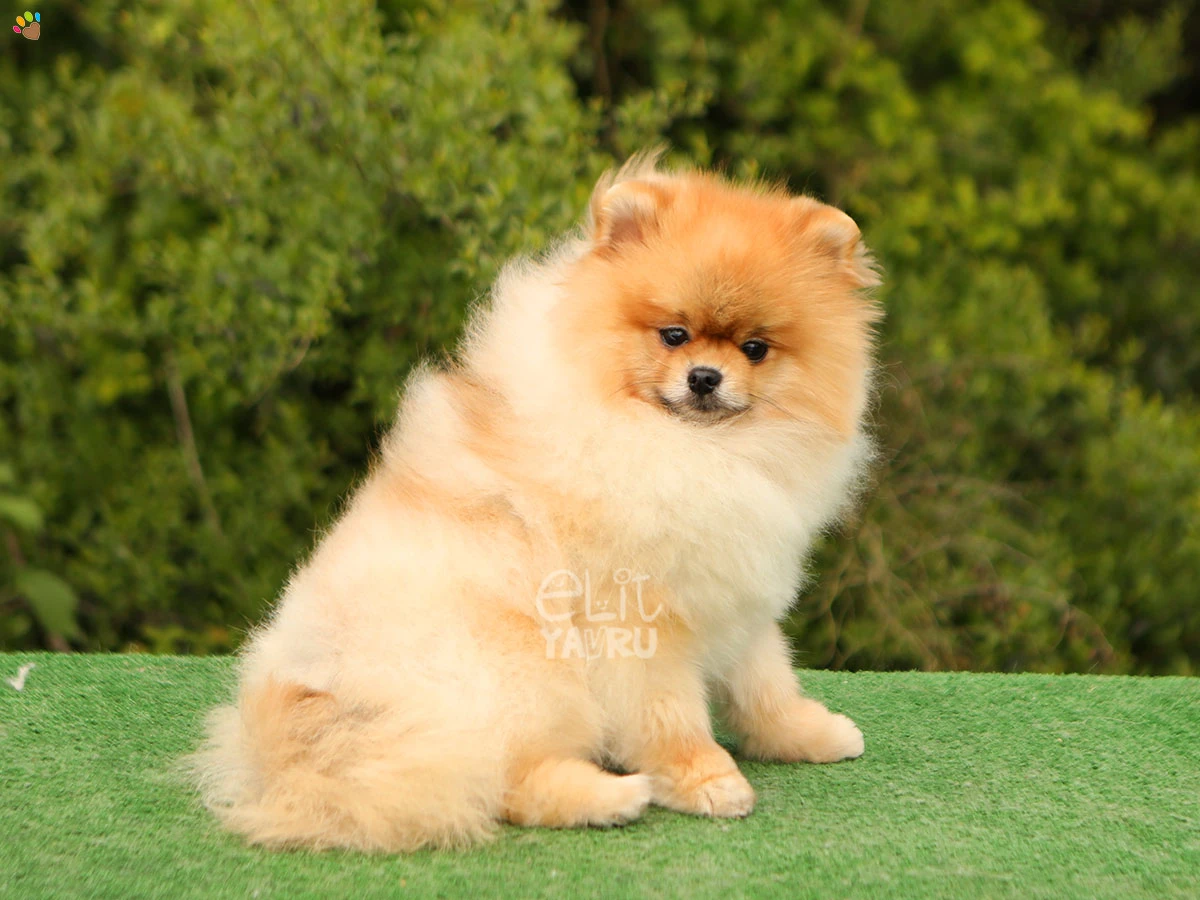 Pomeranian Spike 3