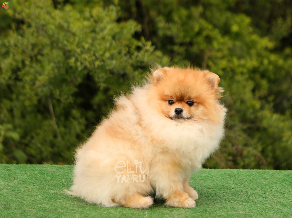 Pomeranian Spike 1