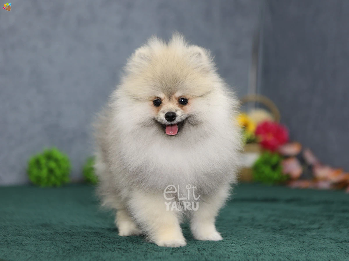Pomeranian Tiger