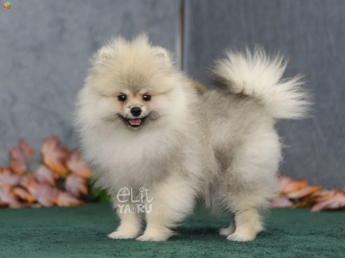 Pomeranian Tiger 2