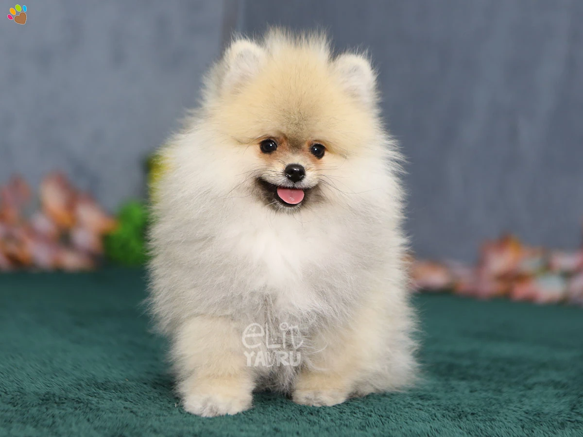 Pomeranian Tyler
