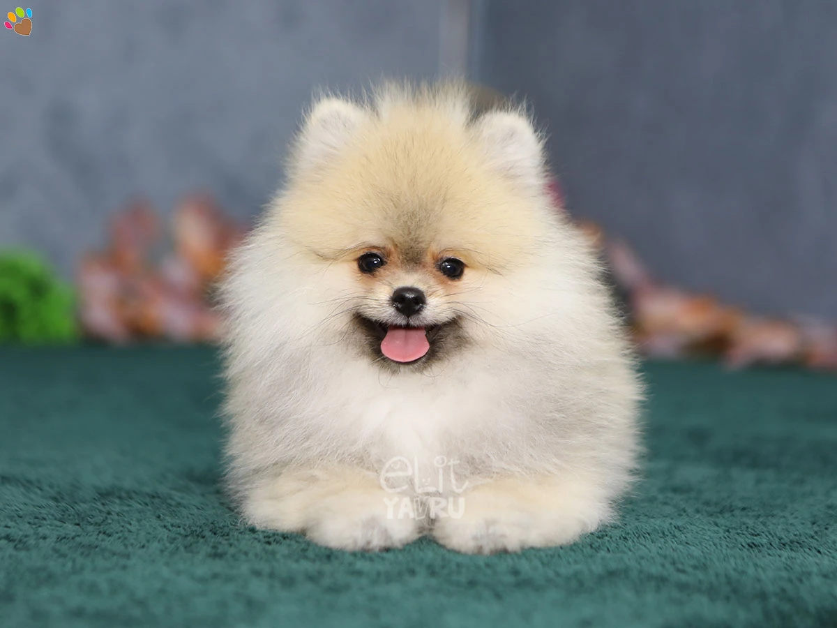 Pomeranian Tyler 2