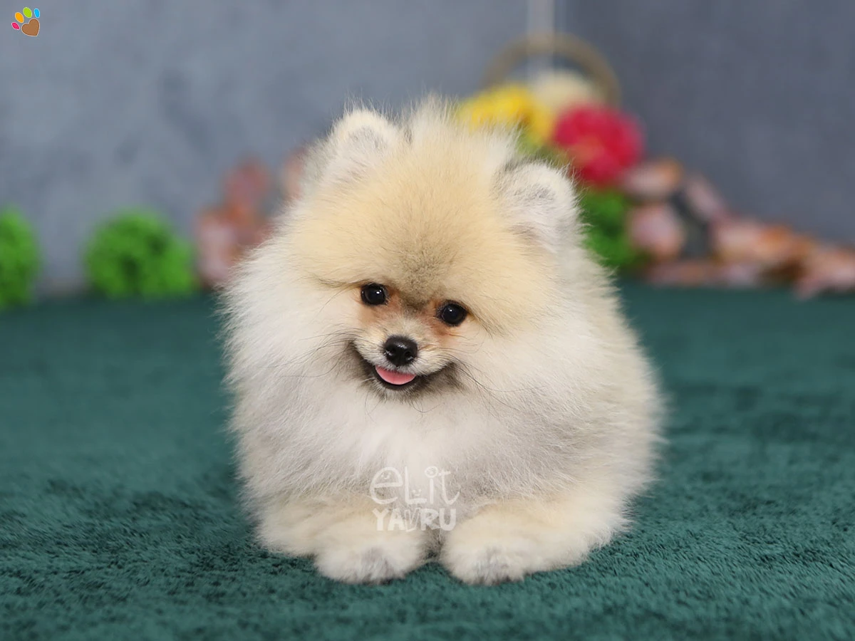 Pomeranian Tyler 3