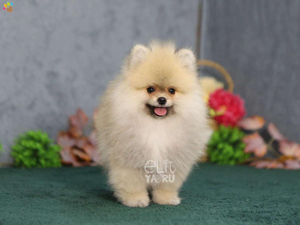 Pomeranian Tyler 1