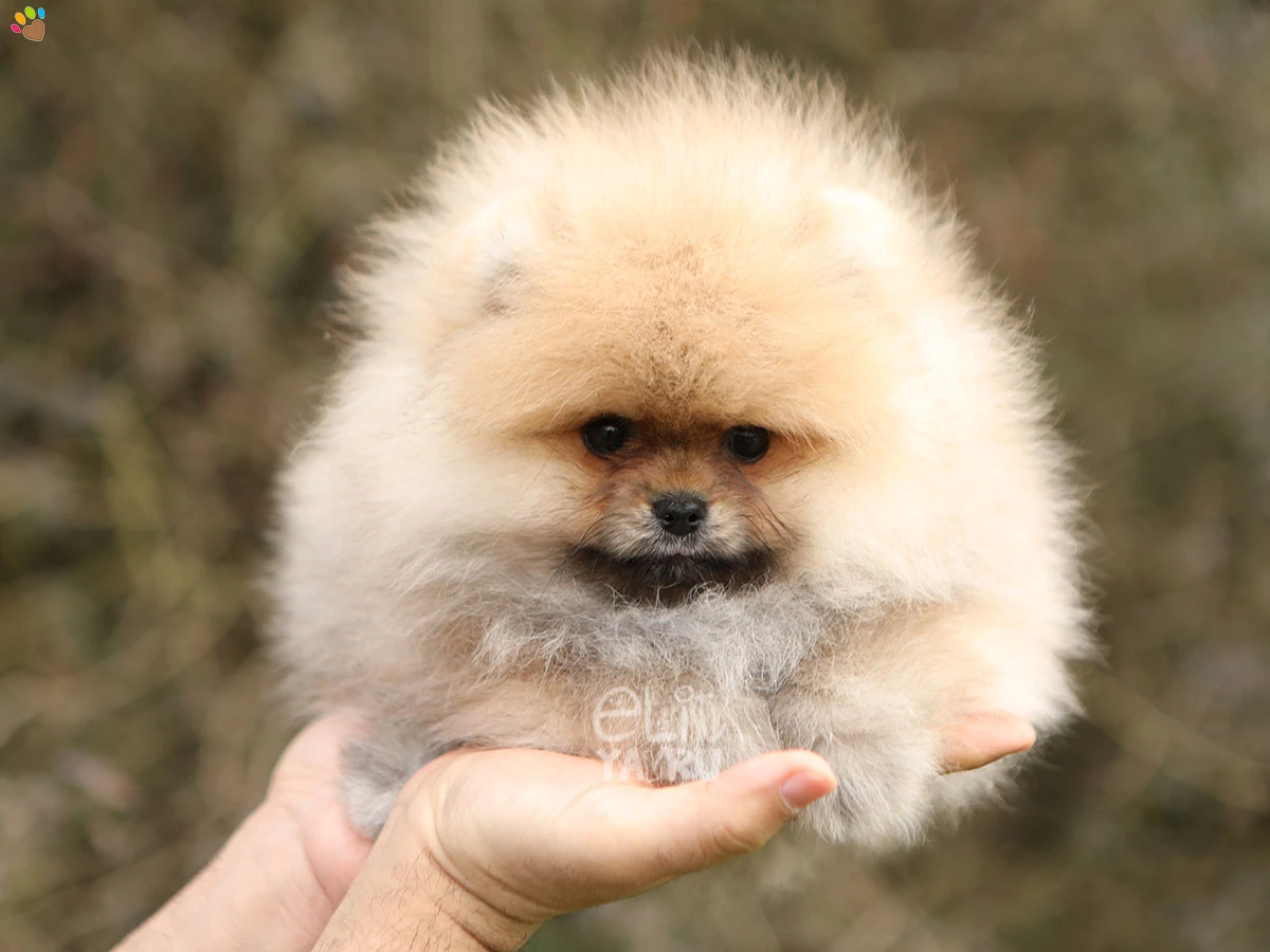Pomeranian Victor 3