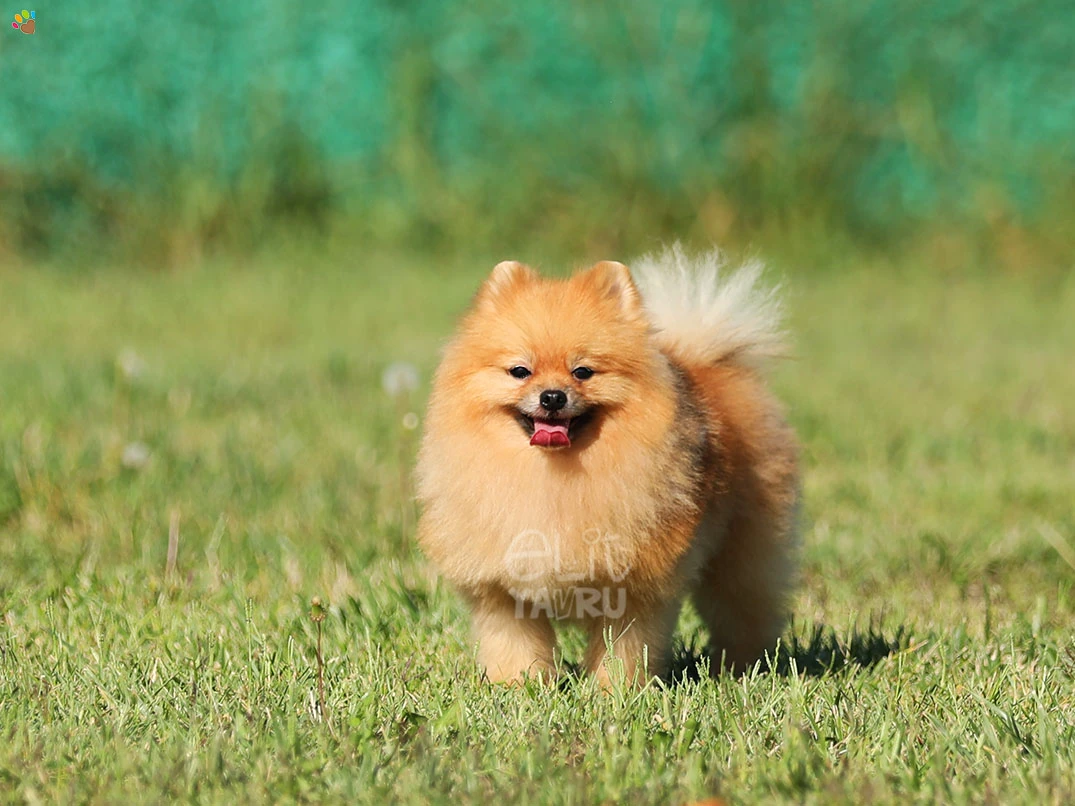 Pomeranian Waffle 5