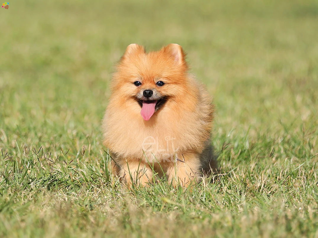 Pomeranian Waffle 3