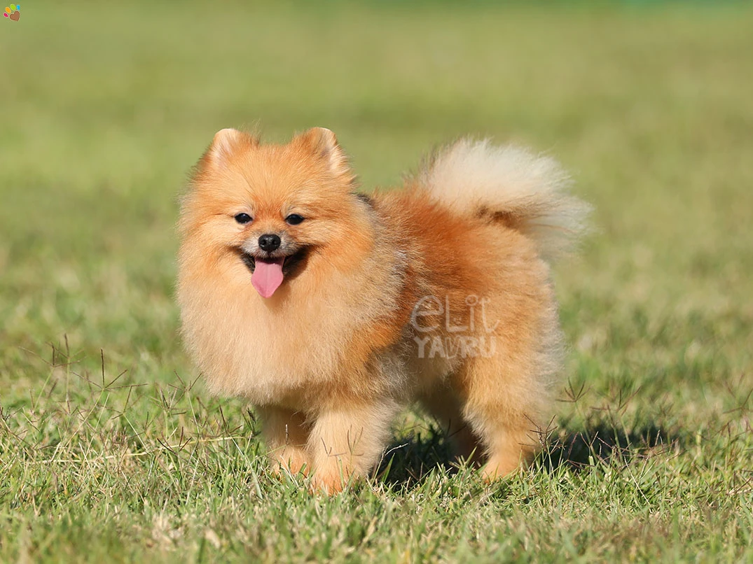 Pomeranian Waffle