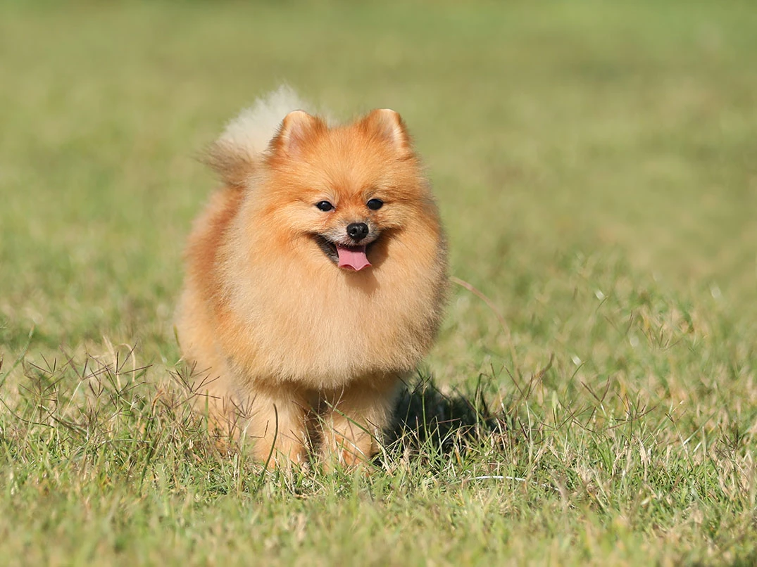 Pomeranian Waffle 1