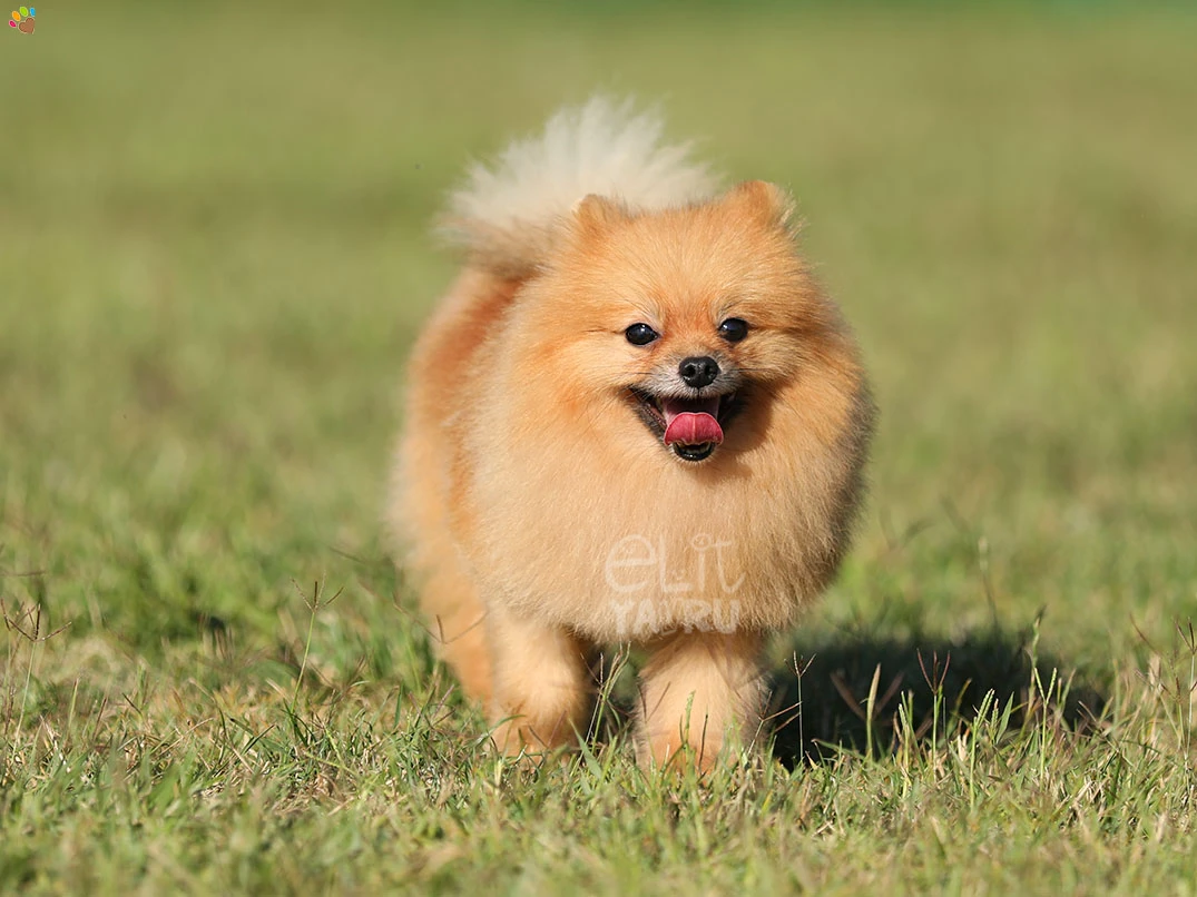 Pomeranian Waffle 2