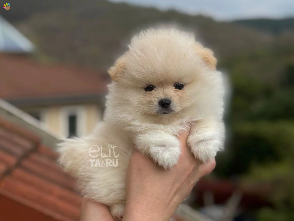 Pomeranian Whiskey