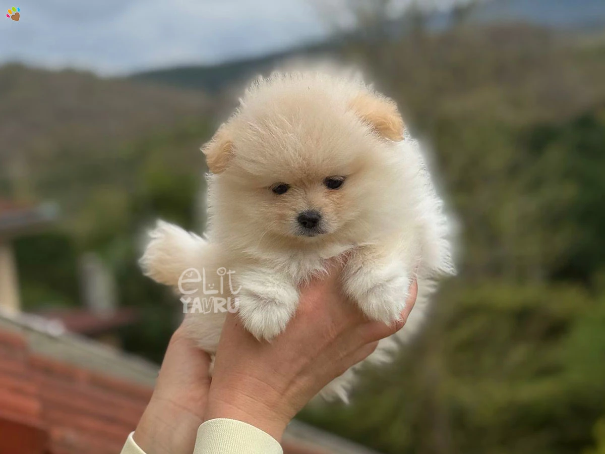 Pomeranian Whiskey 3