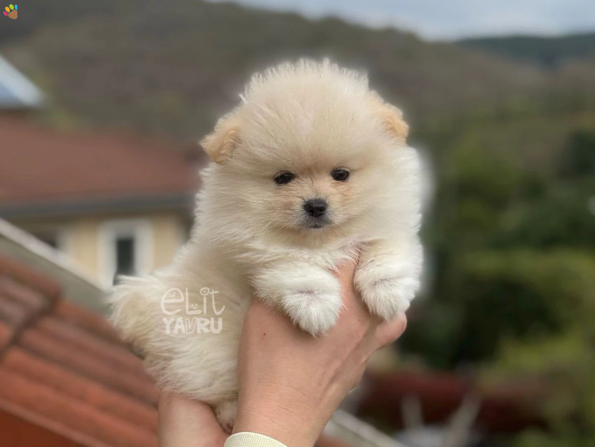 Pomeranian Whiskey 1