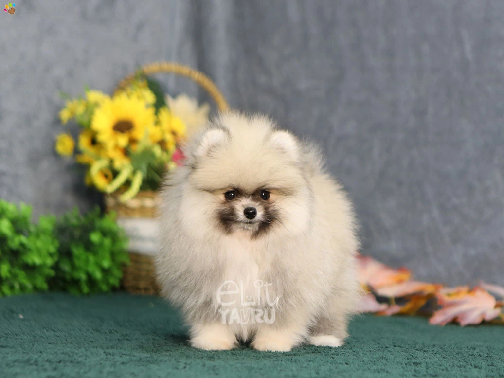 Pomeranian Wilma