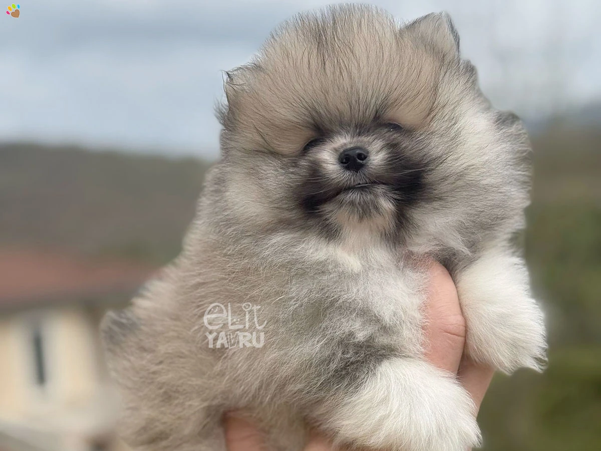 Pomeranian Wilma