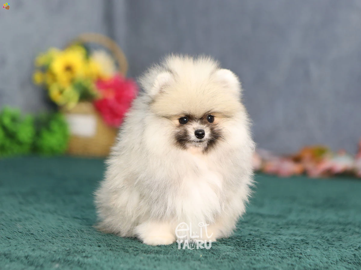Pomeranian Wilma 4