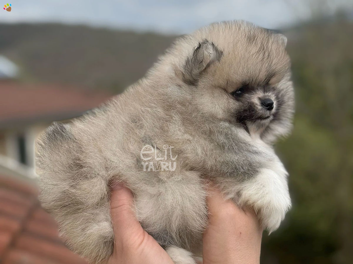 Pomeranian Wilma 1