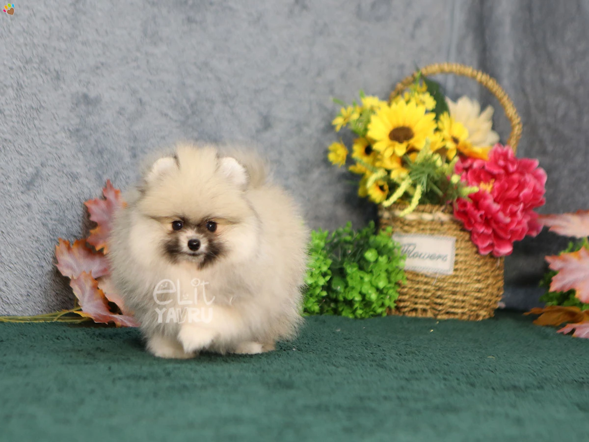Pomeranian Wilma 1