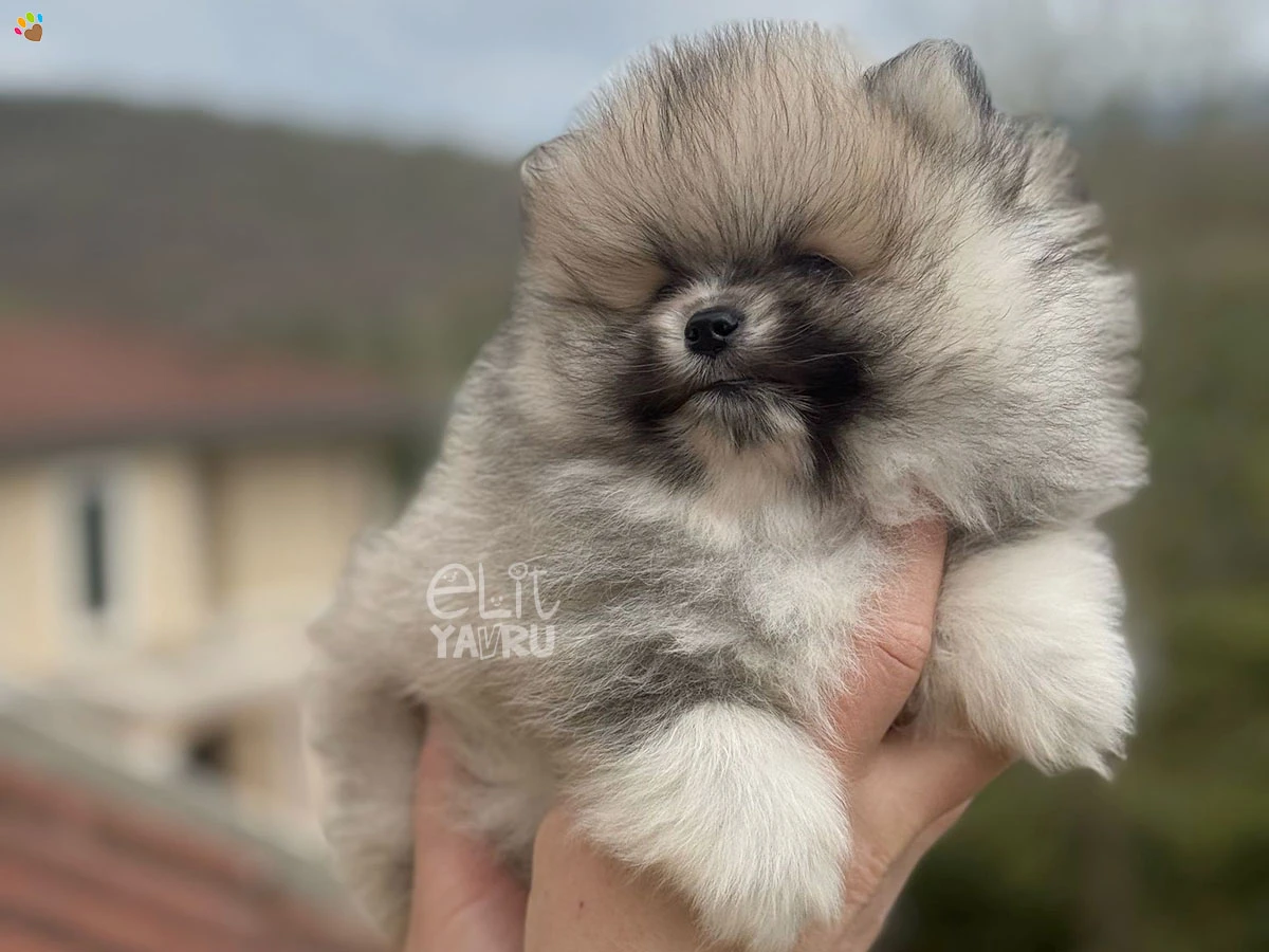 Pomeranian Wilma 2