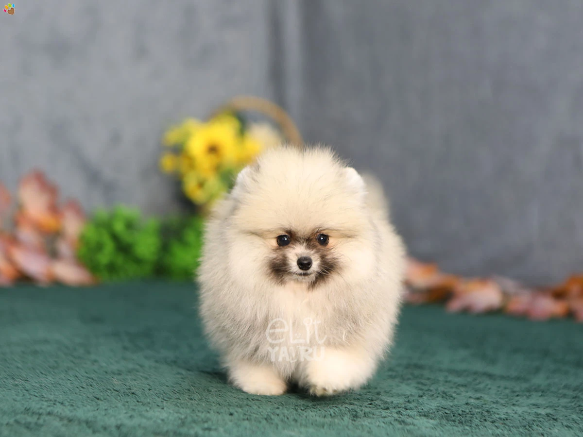 Pomeranian Wilma 2