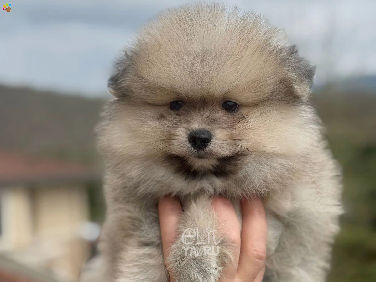 Pomeranian Wylie