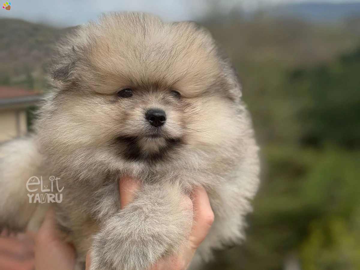 Pomeranian Wylie 2