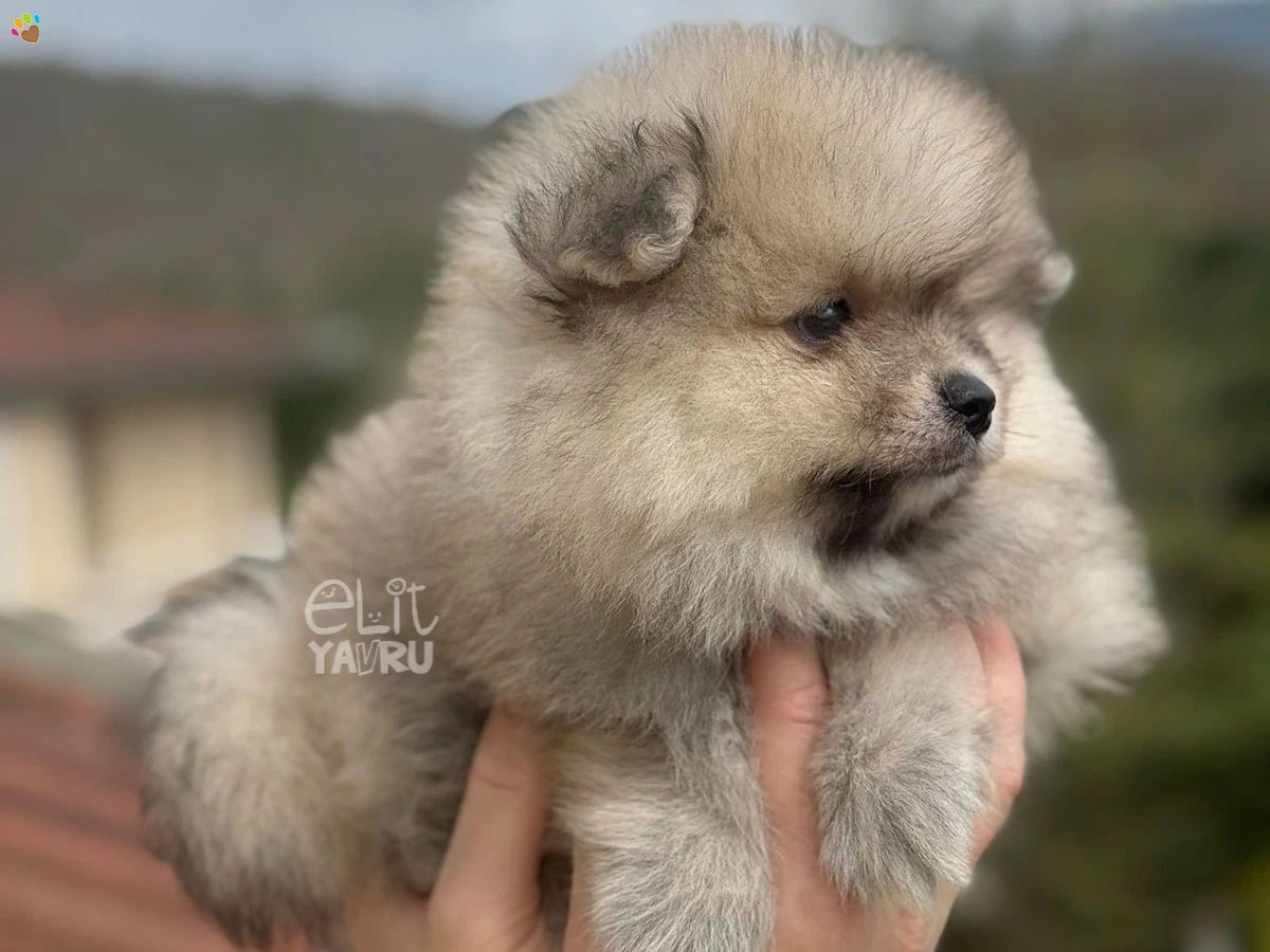 Pomeranian Wylie 1