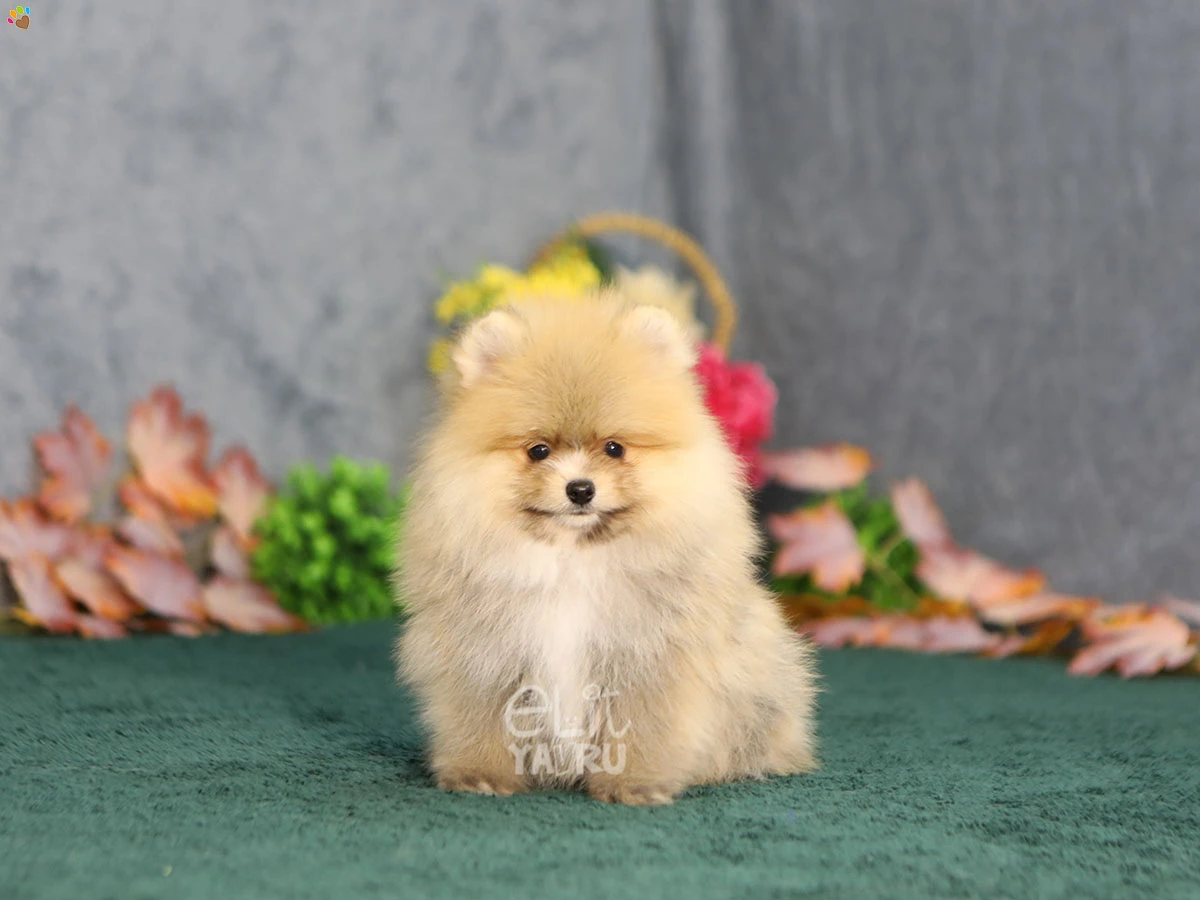Pomeranian Zack 5