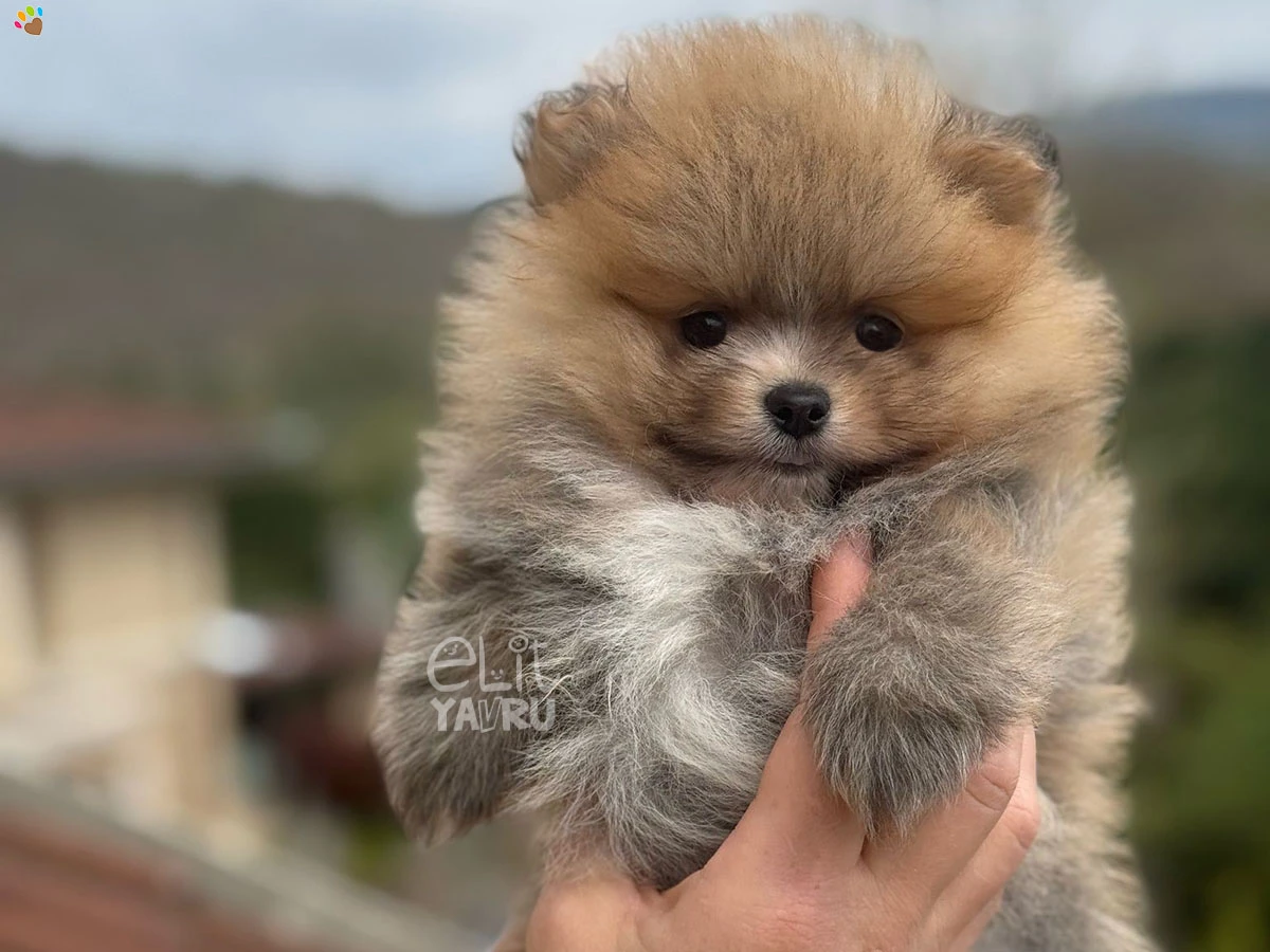 Pomeranian Zack 2