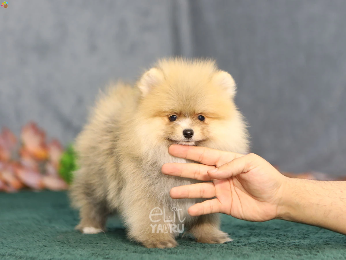 Pomeranian Zack 3