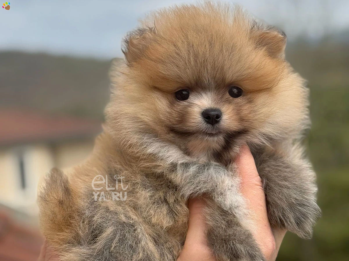 Pomeranian Zack