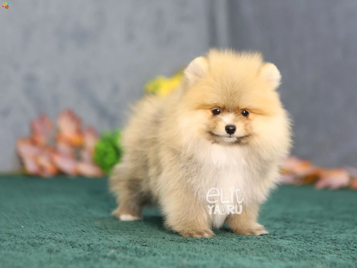 Pomeranian Zack 4