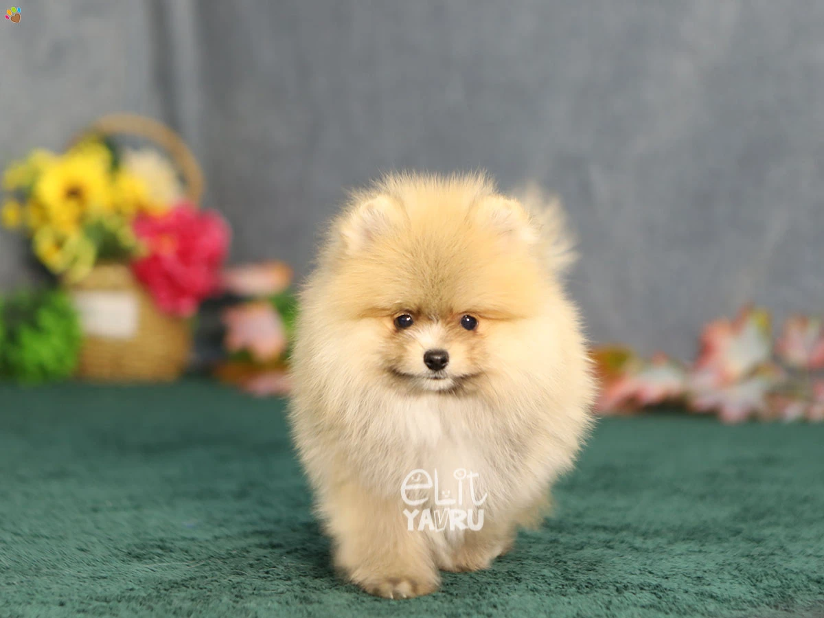 Pomeranian Zack