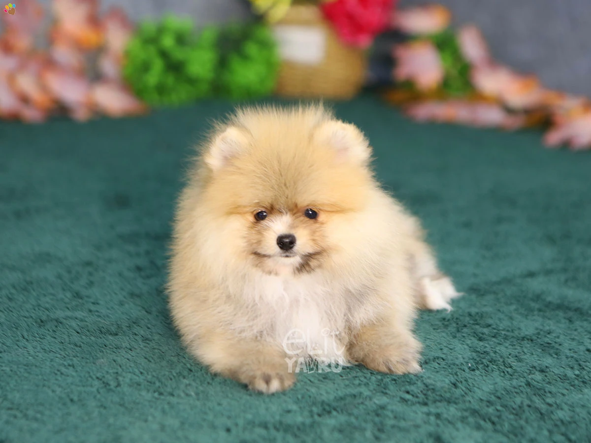 Pomeranian Zack 1