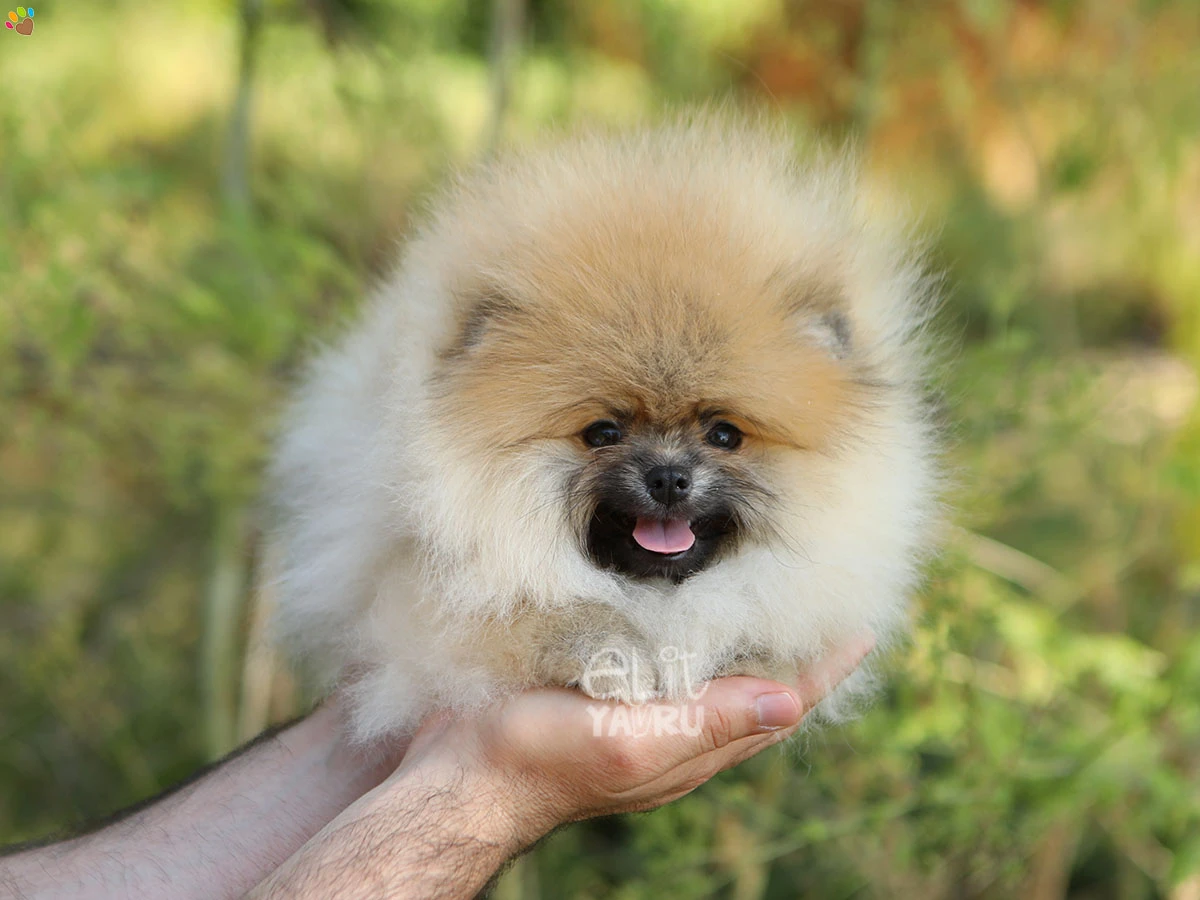 Pomeranian Zero 3