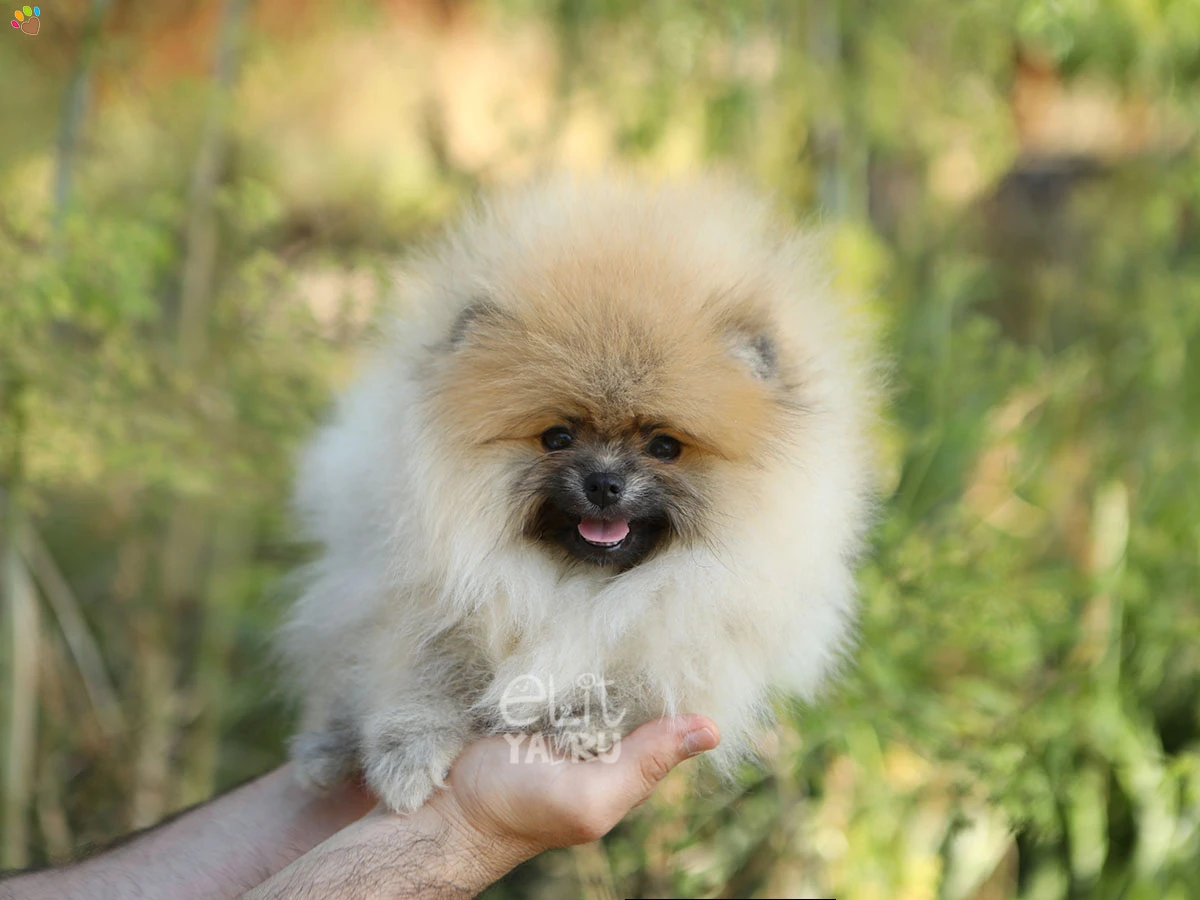Pomeranian Zero 1