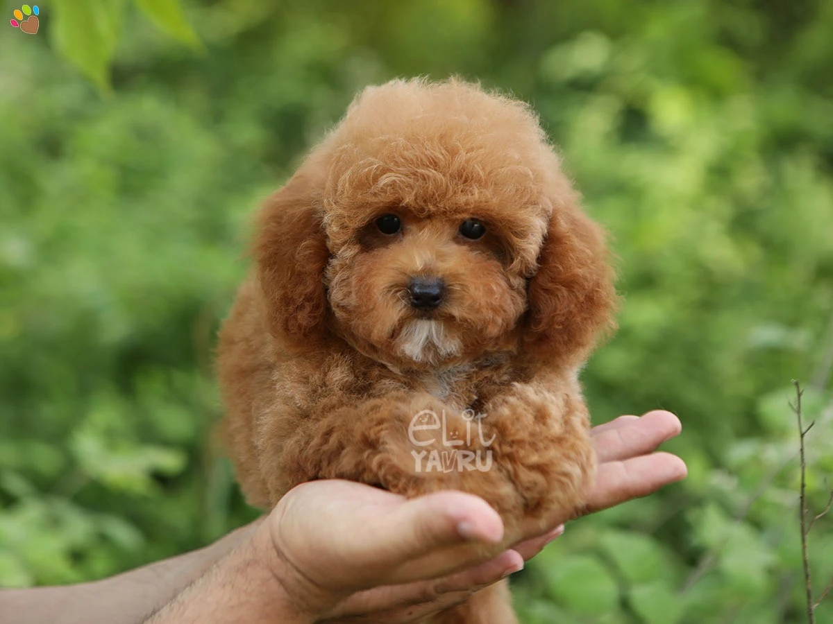 Poochon (Bichon Poo) Sasha 3